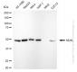 KD-Validated Anti-MLKL Rabbit Monoclonal Antibody